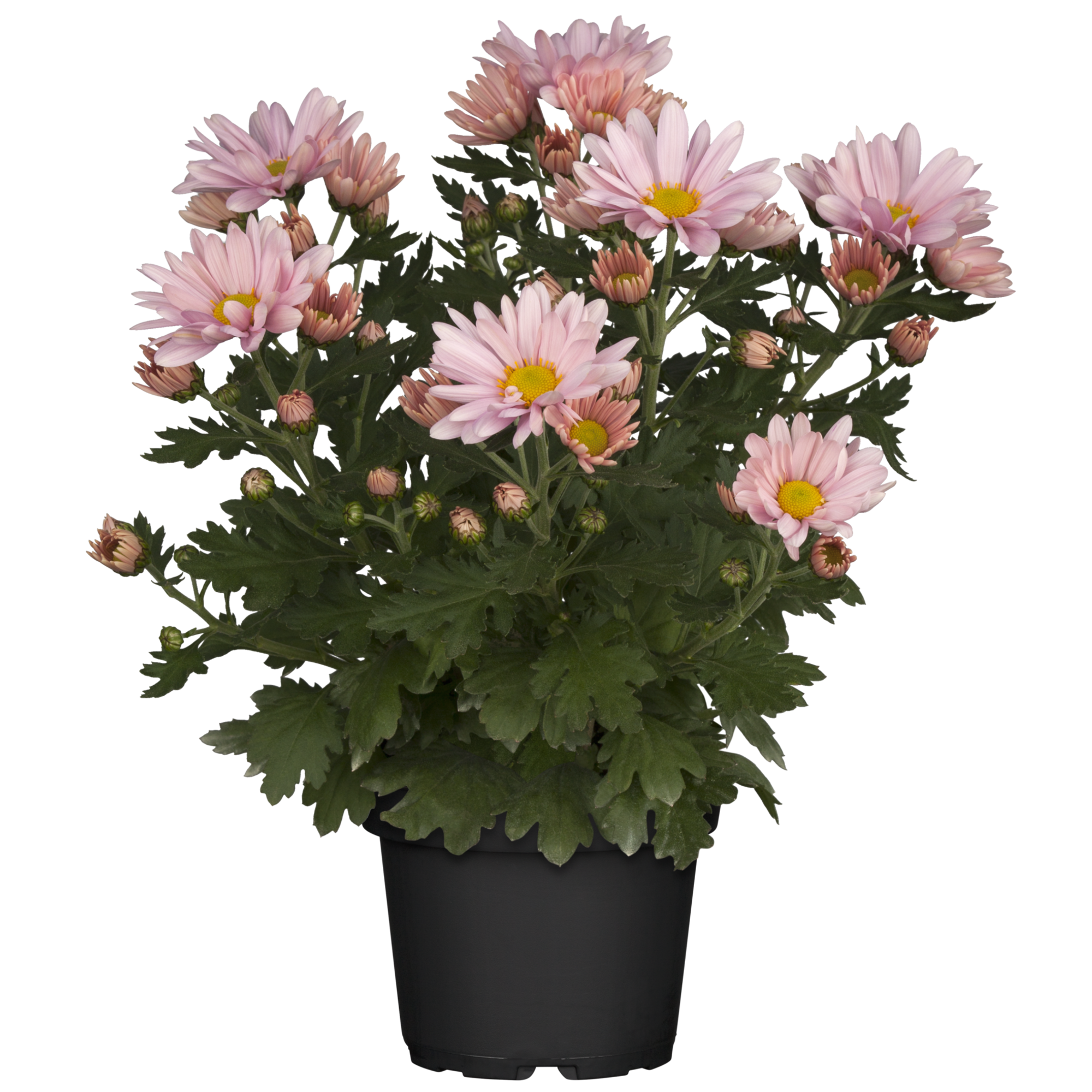 Bauernchrysantheme rosa 12 cm Topf, 2er-Set + product picture