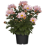 Verkleinertes Bild von Bauernchrysantheme rosa 12 cm Topf, 2er-Set
