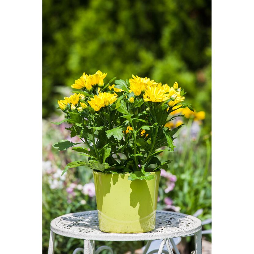 Gelbe Chrysanthemen im Topf auf einem Tisch im Garten