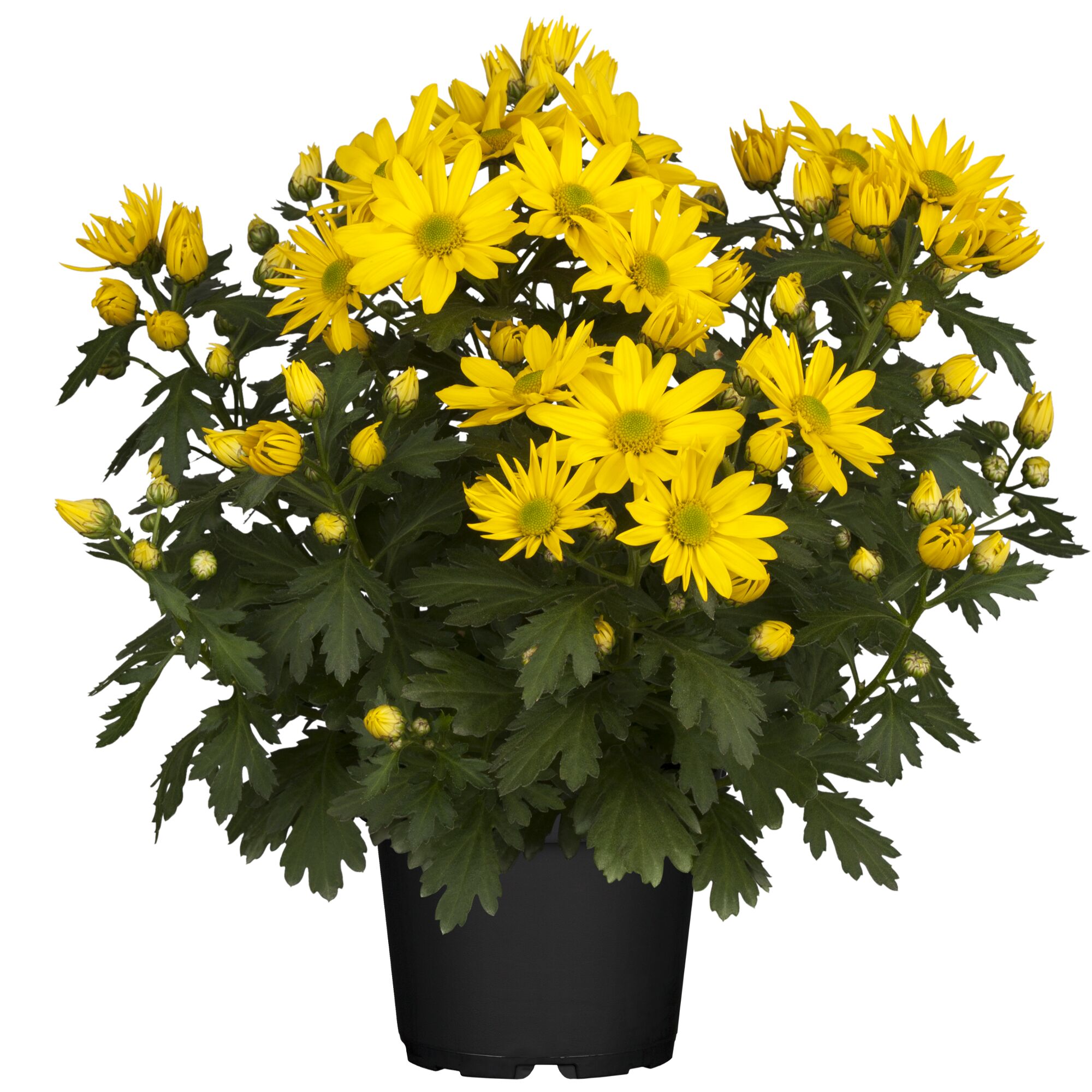 Gelbe Chrysanthemen im Topf