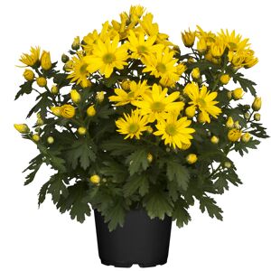Bauernchrysantheme gelb 12 cm Topf, 2er-Set