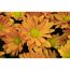Nahaufnahme von orangen Chrysanthemen.