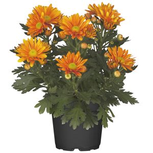 Bauernchrysantheme orange 12 cm Topf, 2er-Set