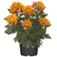 Verkleinertes Bild von Bauernchrysantheme orange 12 cm Topf, 2er-Set