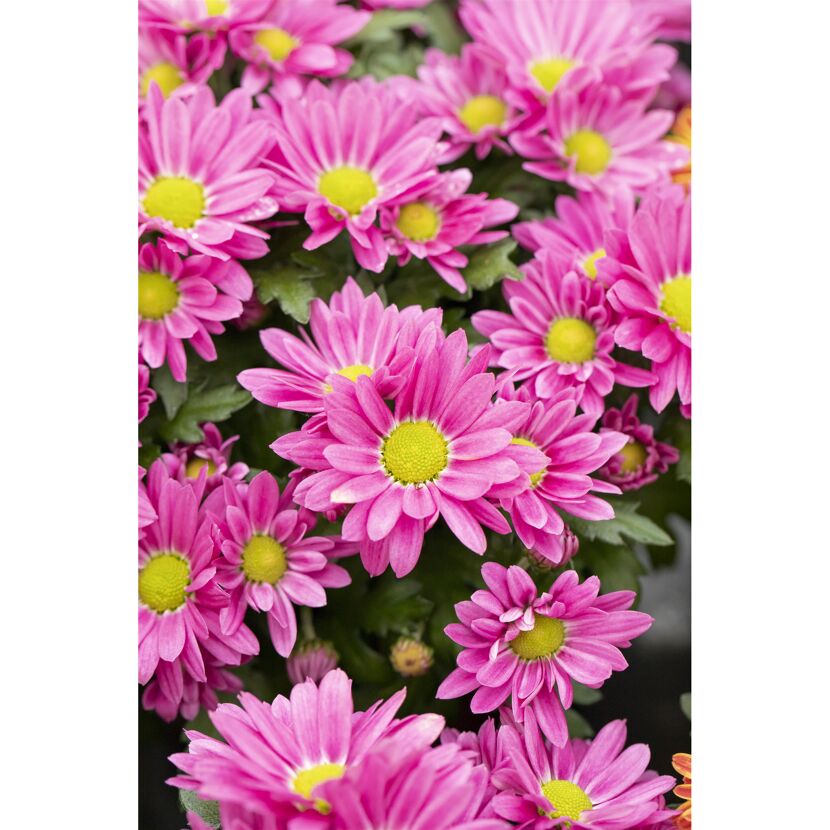 Nahaufnahme von pinken Chrysanthemen.