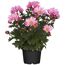 Topfpflanze mit rosa Chrysanthemenblüten