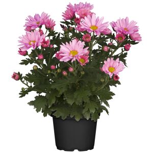Bauernchrysantheme pink 12 cm Topf, 2er-Set