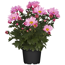 Verkleinertes Bild von Bauernchrysantheme pink 12 cm Topf, 2er-Set