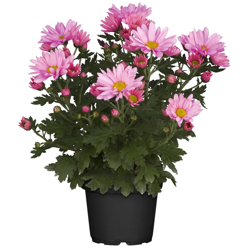 Topfpflanze mit rosa Chrysanthemenblüten