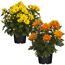 Zwei Chrysanthemen in einem Topf, eine gelb und eine orange