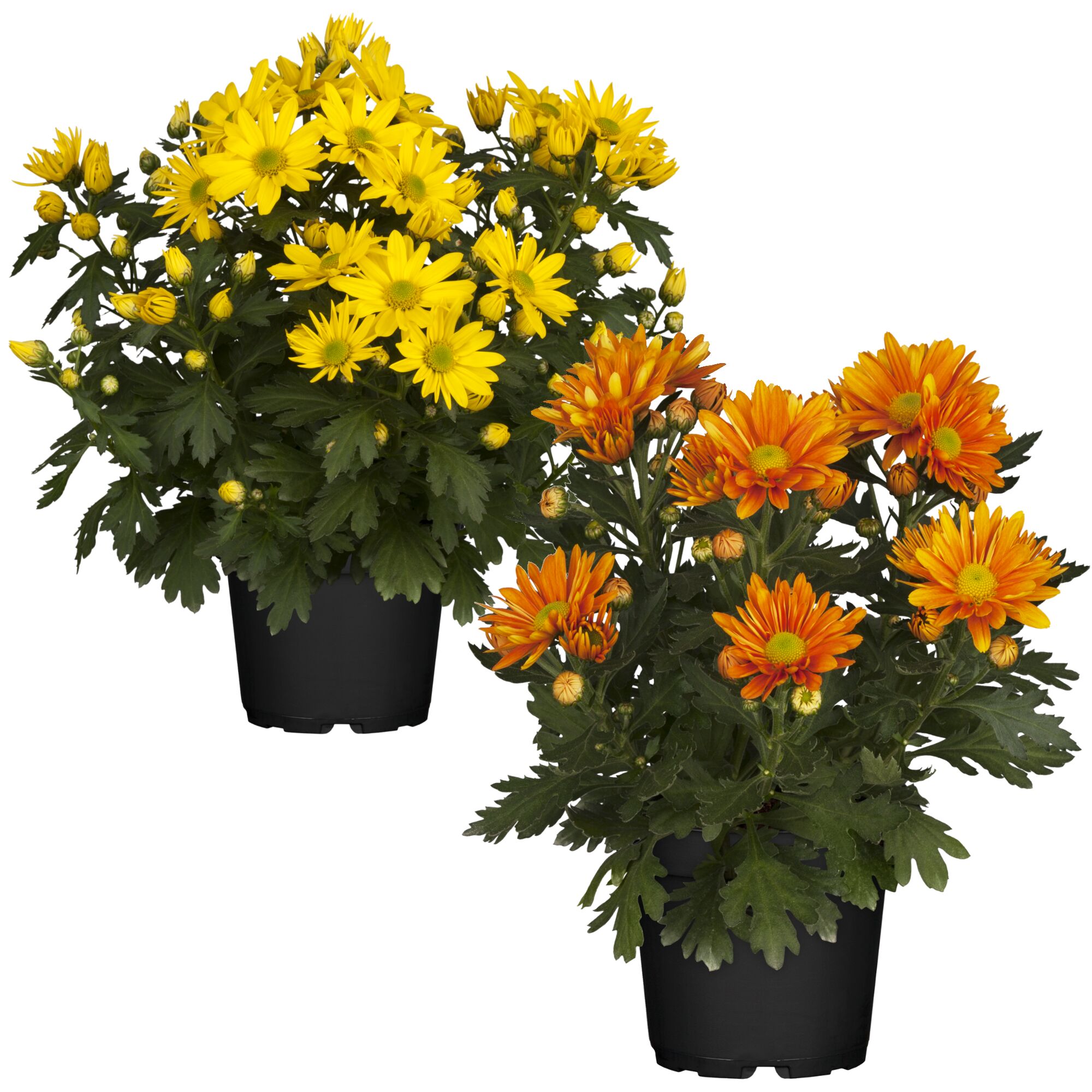 Zwei Chrysanthemen in einem Topf, eine gelb und eine orange