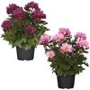 Zwei Chrysanthemen in Blumentöpfen