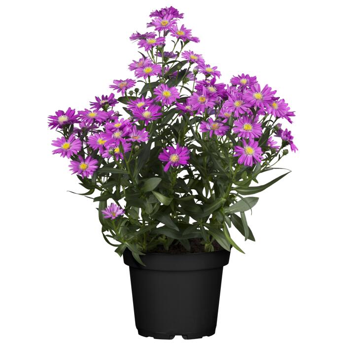 GlattblattAster rosa 10,5 cm Topf, 3erSet