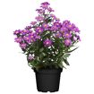 hauptbild