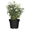 Weiße Garten-Aster im schwarzen Topf