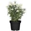 Weiße Garten-Aster im schwarzen Topf