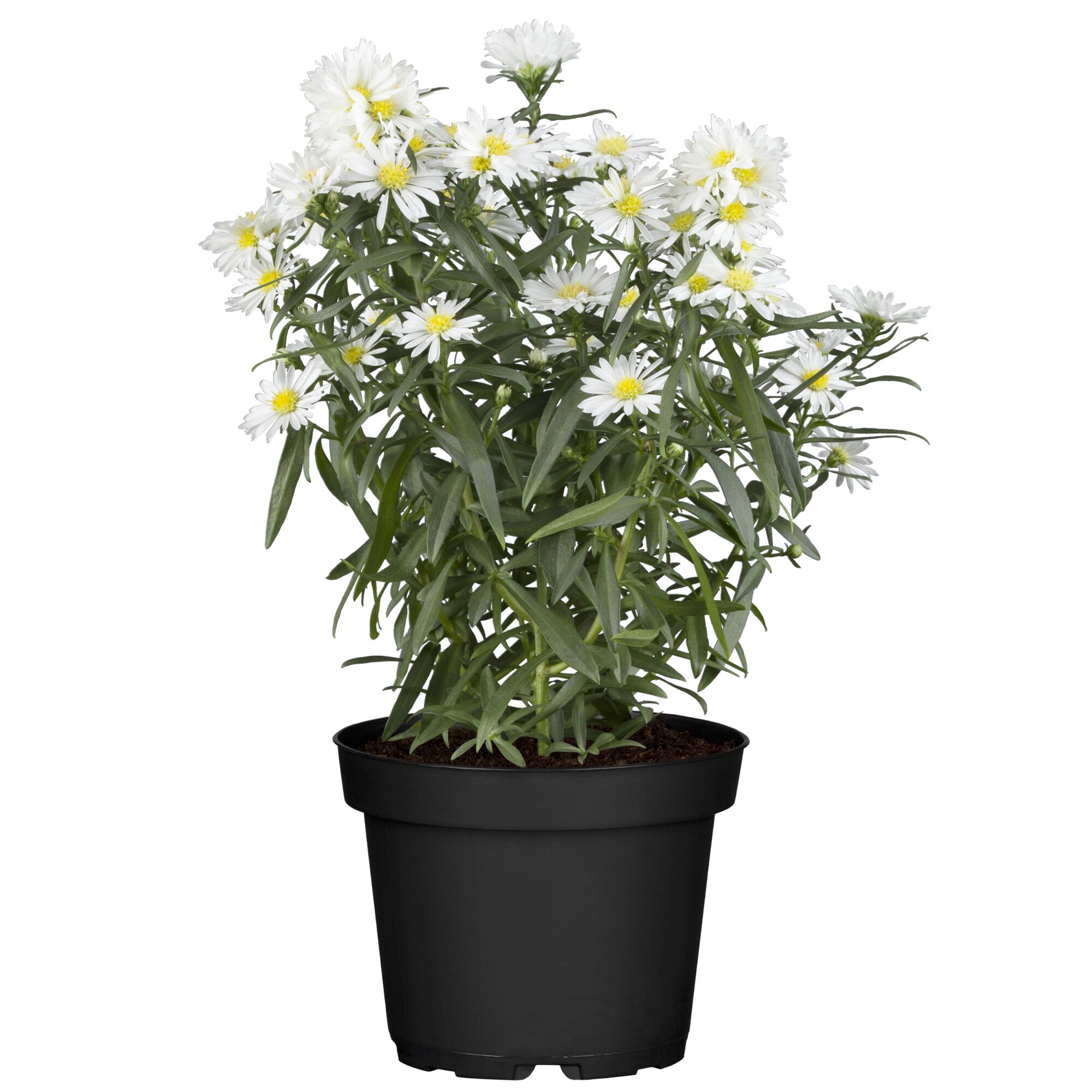 Weiße Garten-Aster im schwarzen Topf