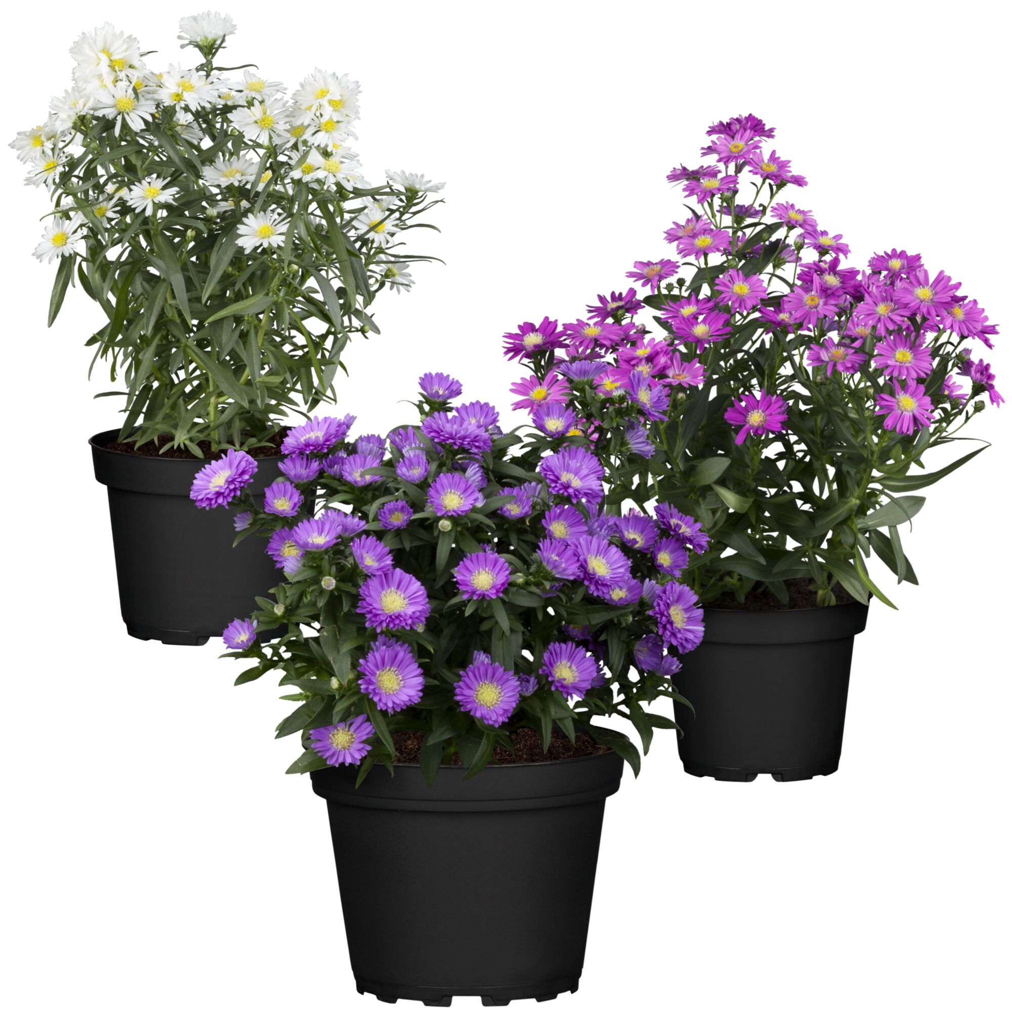 Drei Töpfe mit weißer, violetter und pinker Aster