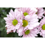 Verkleinertes Bild von Chrysantheme rosa 10,5 cm Topf, 3er-Set