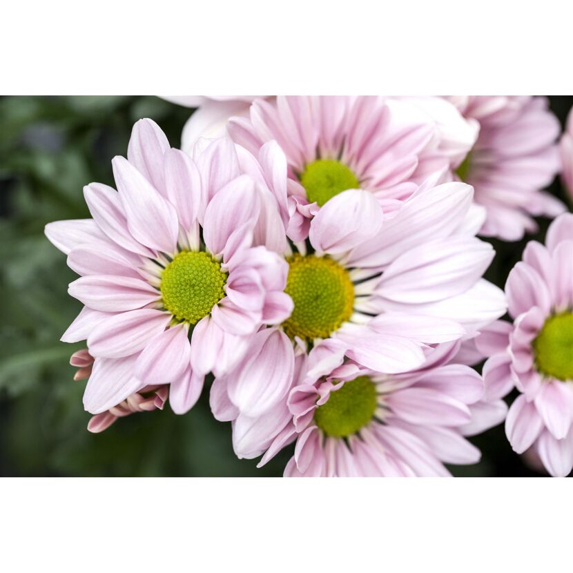 Nahaufnahme von rosa Chrysanthemenblüten.