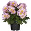 Rosa Chrysanthemen im schwarzen Topf