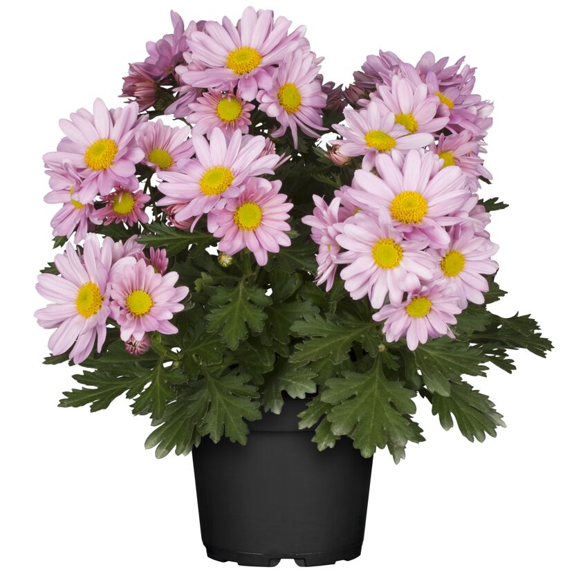 Rosa Chrysanthemen im schwarzen Topf