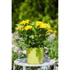 Gelbe Chrysantheme im Topf