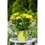 Verkleinertes Bild von Chrysantheme gelb 10,5 cm Topf, 3er-Set