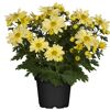 Gelbe Chrysanthemen im Topf