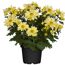 Gelbe Chrysanthemen im Topf