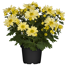 Verkleinertes Bild von Chrysantheme gelb 10,5 cm Topf, 3er-Set