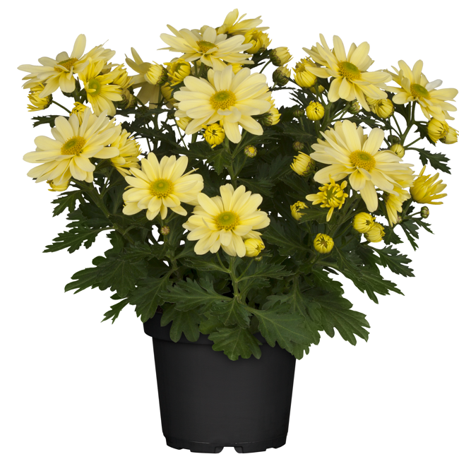 Bild von Chrysantheme gelb 10,5 cm Topf, 3er-Set