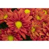 Nahaufnahme von roten Chrysanthemen.