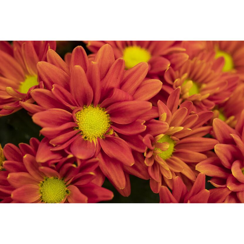 Nahaufnahme von roten Chrysanthemen.