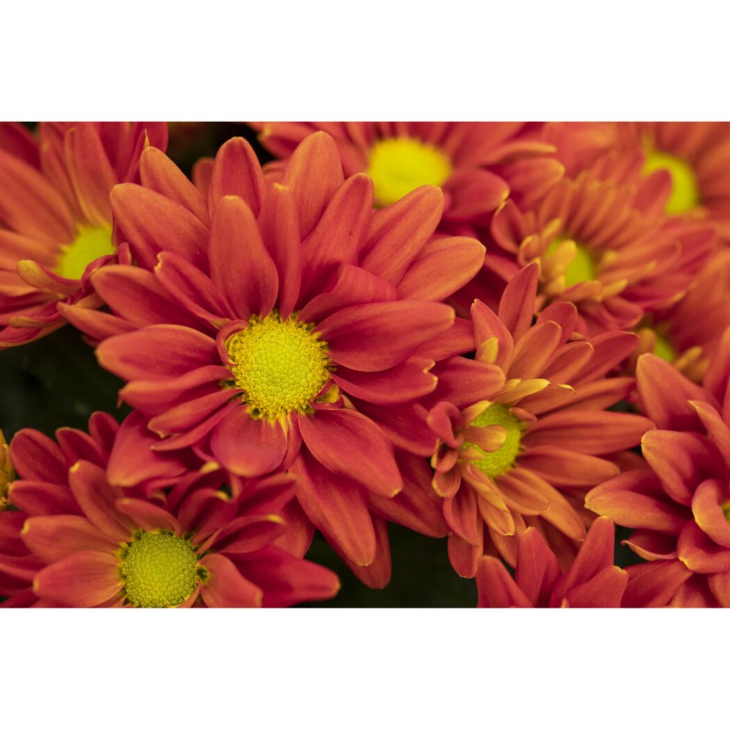 Nahaufnahme von roten Chrysanthemen.