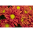 Verkleinertes Bild von Chrysantheme bordeaux 10,5 cm Topf, 3er-Set