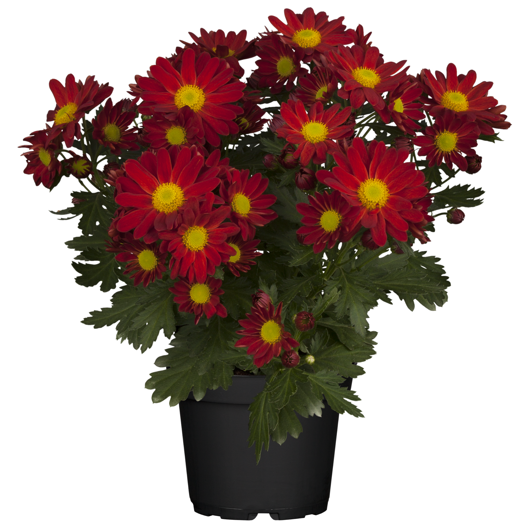 Chrysantheme bordeaux 10,5 cm Topf, 3er-Set + product picture