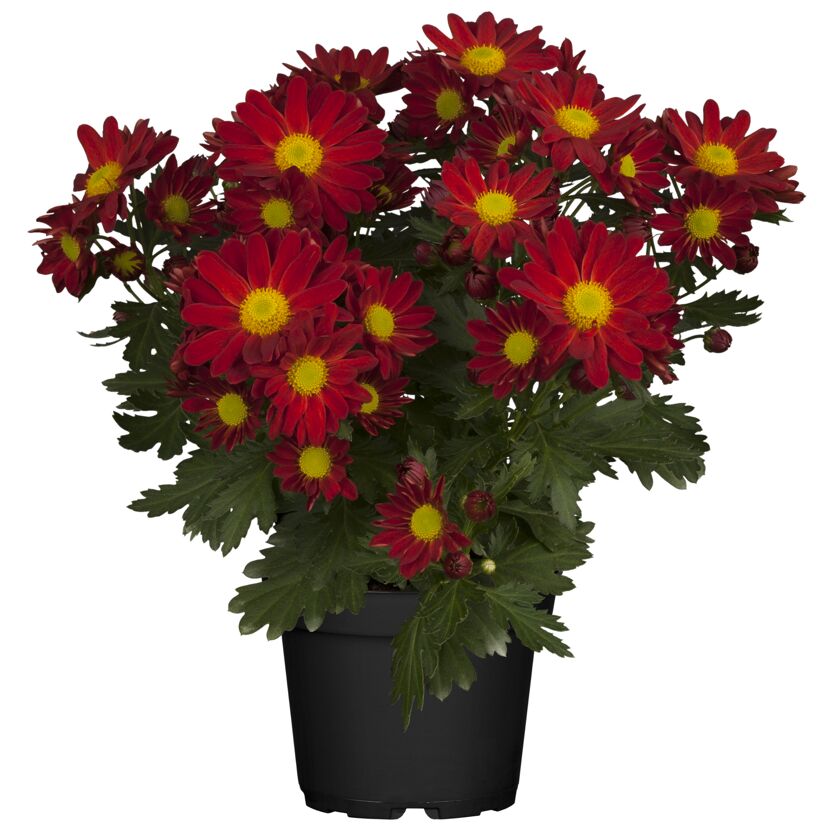 Topfpflanze mit roten Chrysanthemen