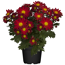 Verkleinertes Bild von Chrysantheme bordeaux 10,5 cm Topf, 3er-Set