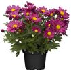 hauptbild