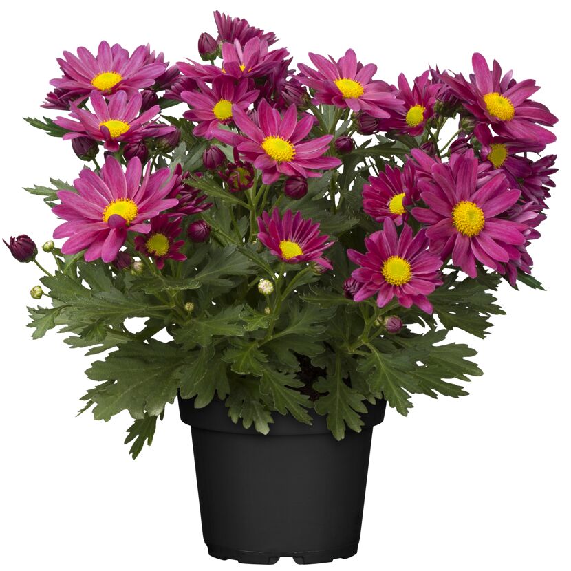 Lila Chrysanthemen im Topf