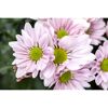 Nahaufnahme von rosa Chrysanthemen.