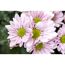 Nahaufnahme von rosa Chrysanthemen.