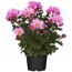 Topfpflanze Chrysantheme Pink