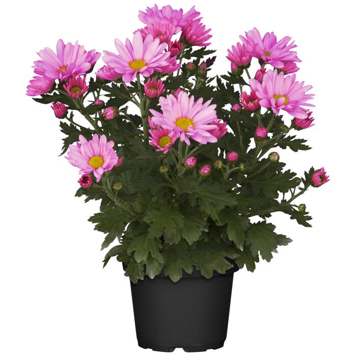 Chrysantheme pink 10,5 cm Topf, 3erSet