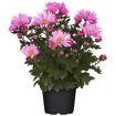 hauptbild
