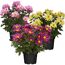Drei Chrysanthemen in rosa, gelb und pink.