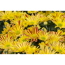 Verkleinertes Bild von Multiflora-Chrysantheme gelb-rot 12 cm Topf, 2er-Set