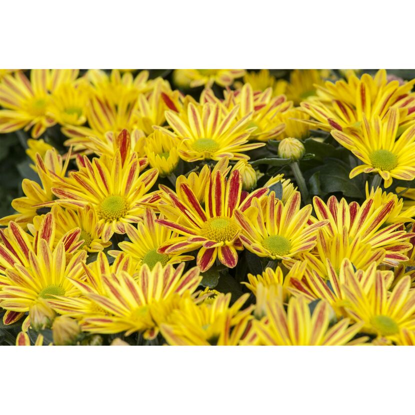 Gelbe Chrysanthemen mit roten Streifen