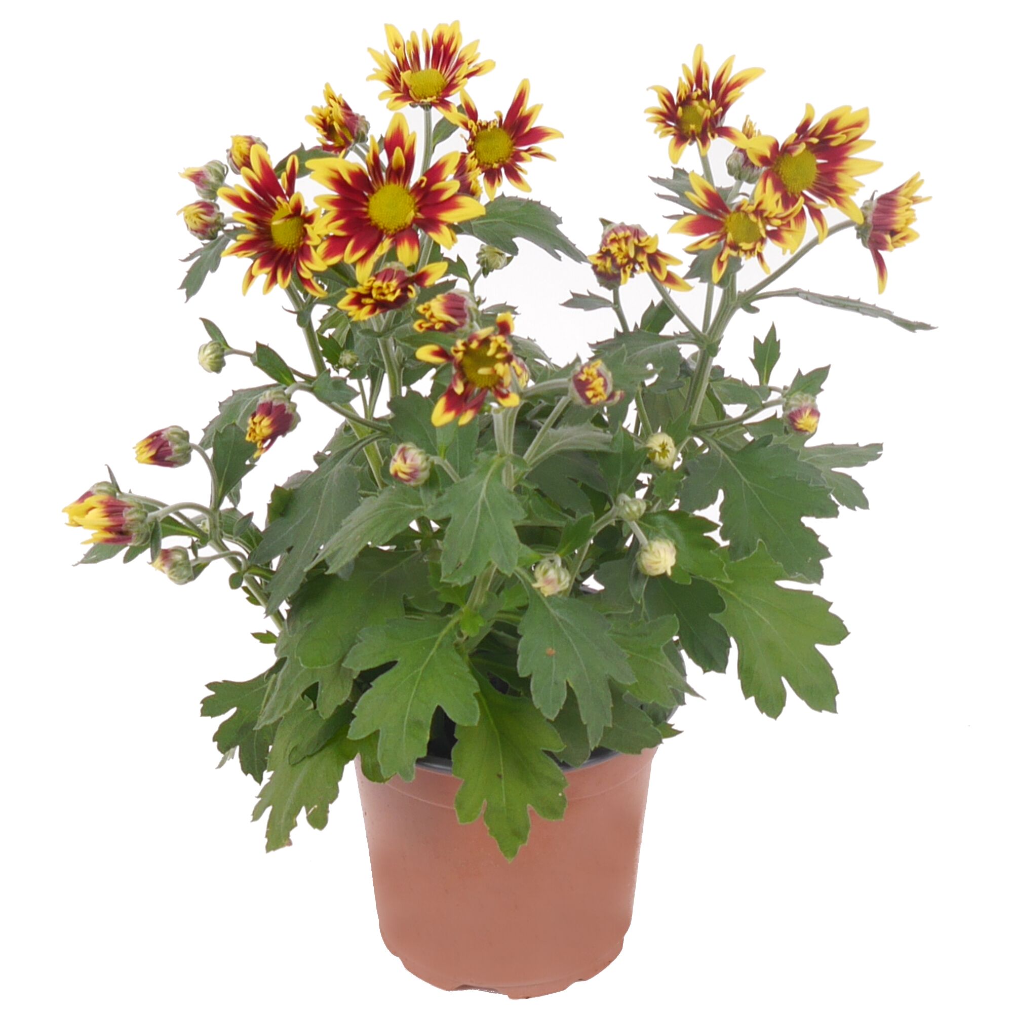 Topfchrysantheme mit rot-gelben Blüten